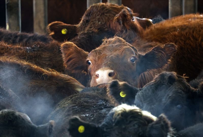 Where's the beef? Argentine steak exports slide as strong peso inflates costs