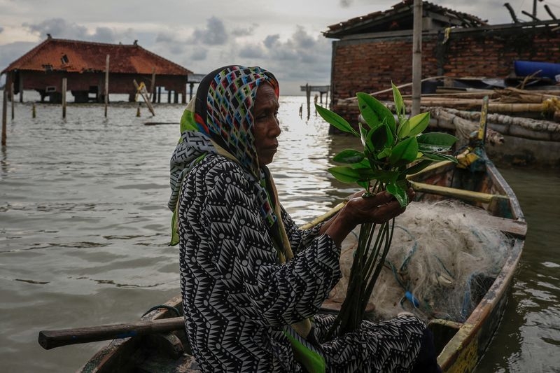 Indonesian woman turns to mangroves to fend off rising tides