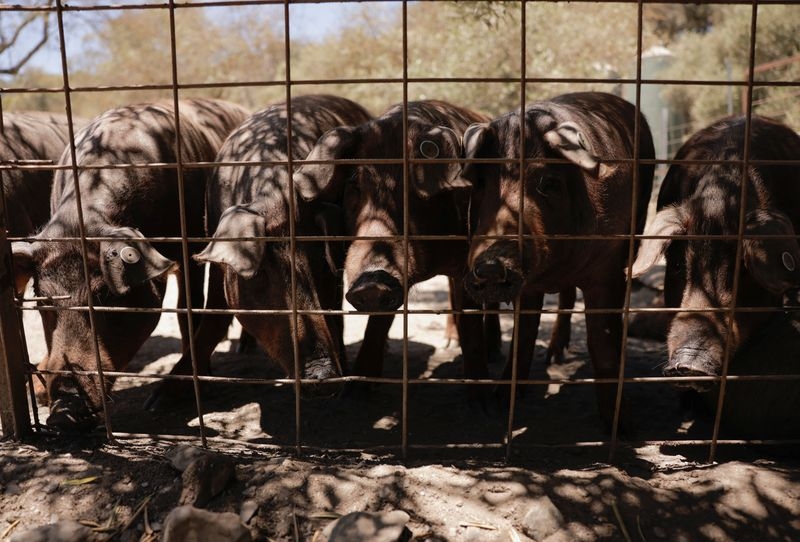 Raising a stink: Spaniards sue state over pig farm pollution