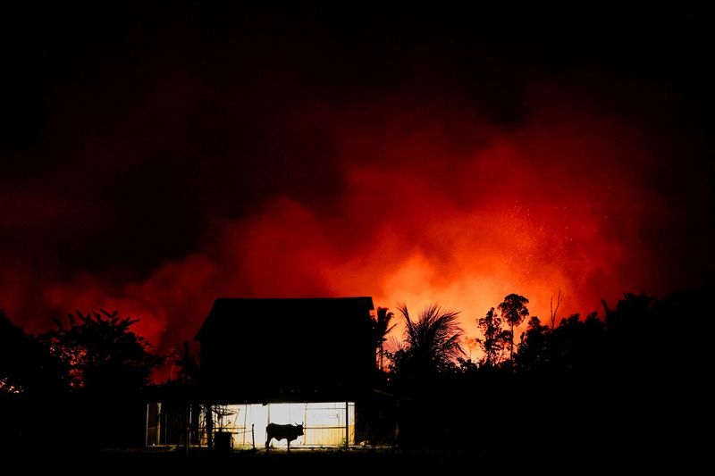 Amazon fires drive unprecedented global forest loss in 2024, report says