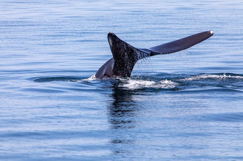 Massachusetts lobster fishing limits to protect whales restored by appeals court