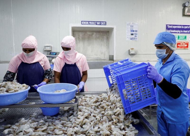 Facing Trump tariffs, India's shrimp farmers consider switching to other businesses