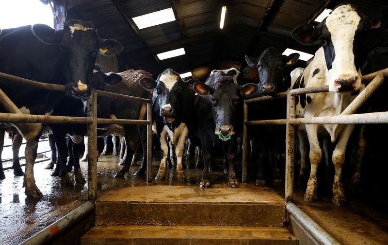 Britain cancels extra border checks for animals ahead of UK-EU deal