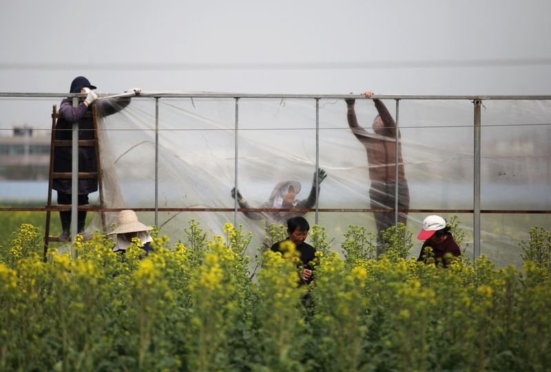 China boosts Indian rapeseed meal purchases after tariff on Canadian imports