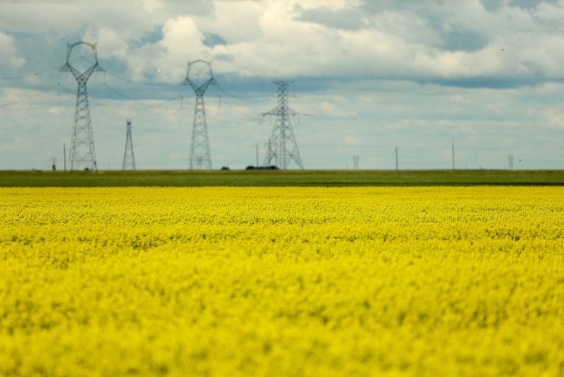 Canadian farmers reel as China blocks top canola seed market