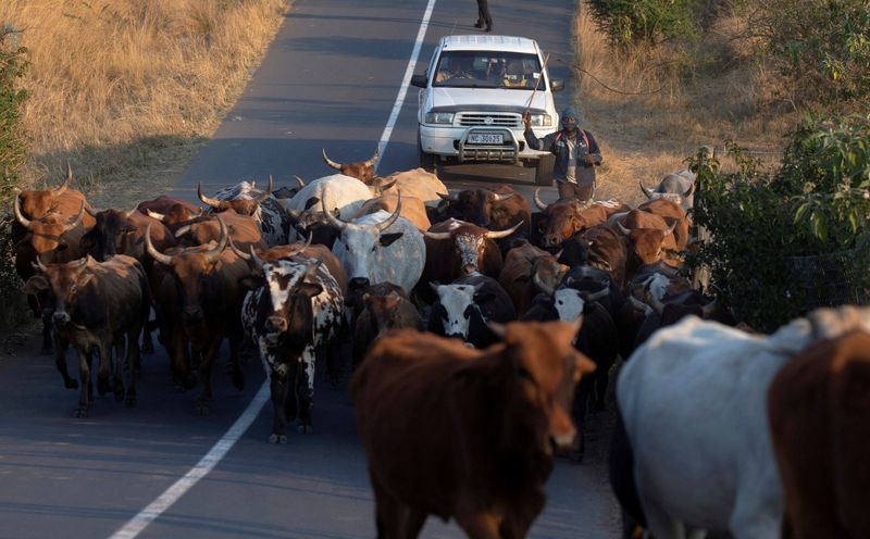 South Africa to ramp up vaccinations as foot-and-mouth disease spreads