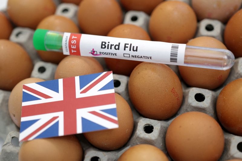 UK confirms case of bird flu in poultry in northern England