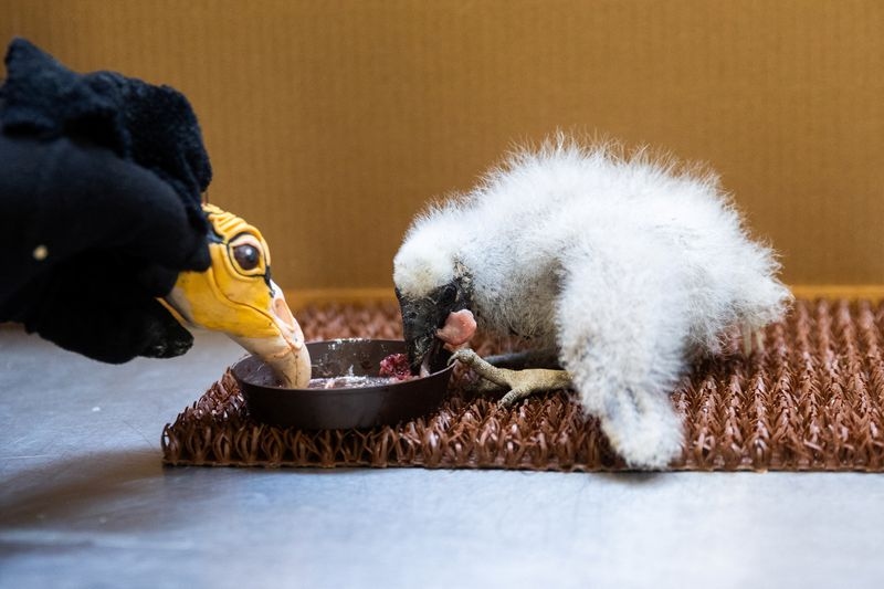 Prague zookeepers turn to puppets to parent baby vultures