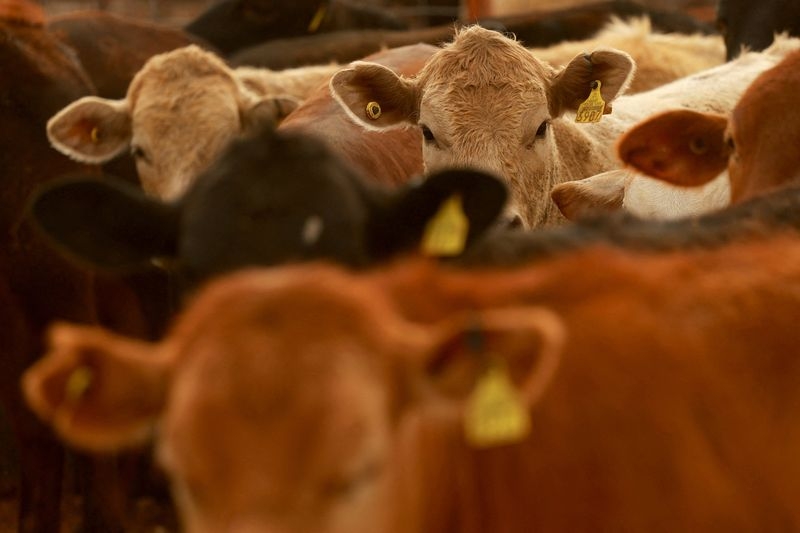 US likely to resume Mexican cattle imports by year end, USDA chief veterinarian says