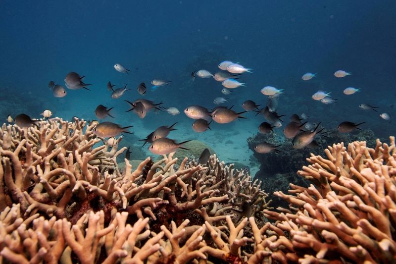 Southwest Pacific hit by unprecedented marine heat waves in 2024, UN says