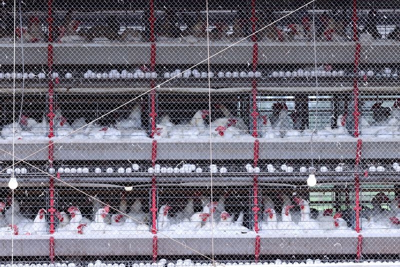 Brazil rules out bird flu case on a commercial farm in Rio Grande do Sul state