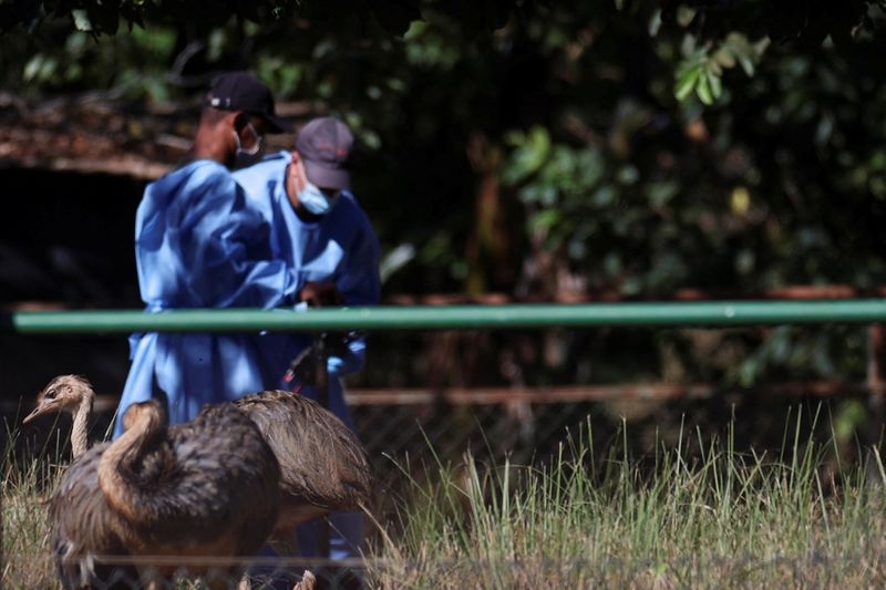 Brazil poised to declare itself bird flu 'free,' state official says