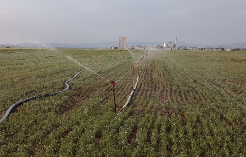 Drought-hit Syrian farmers hope sanctions reprieve will restore agriculture
