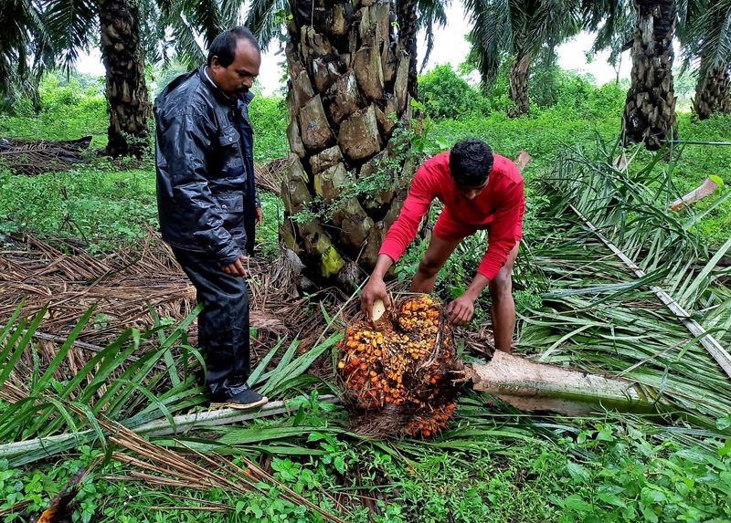 Exclusive-Indian refiners cancel palm oil orders for July-Sept as prices surge
