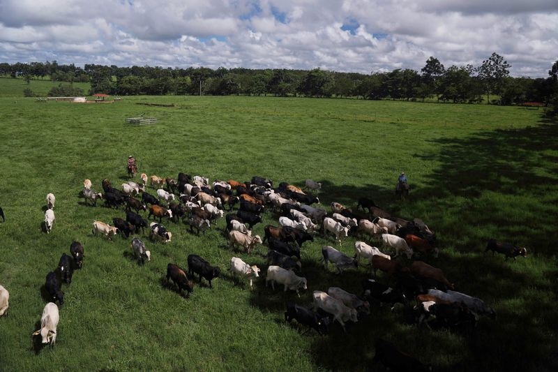 Brazil declared free of foot-and-mouth disease without vaccination, says Abrafrigo