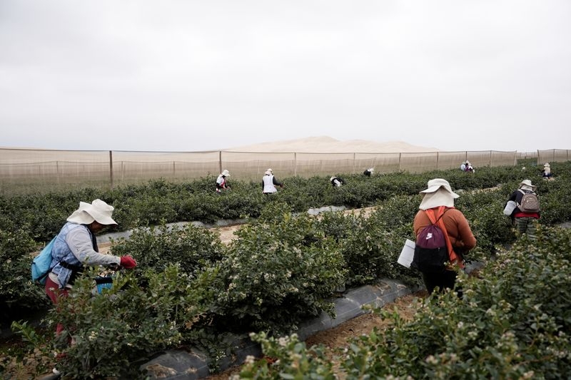 Peru turns to China as US tariffs squeeze blueberry exports