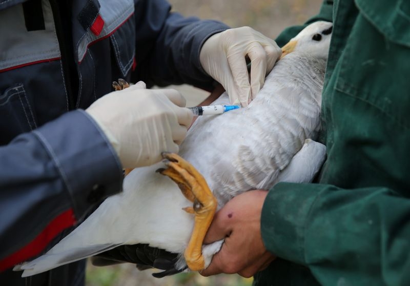 Animal health body says vaccines needed to protect humans and trade