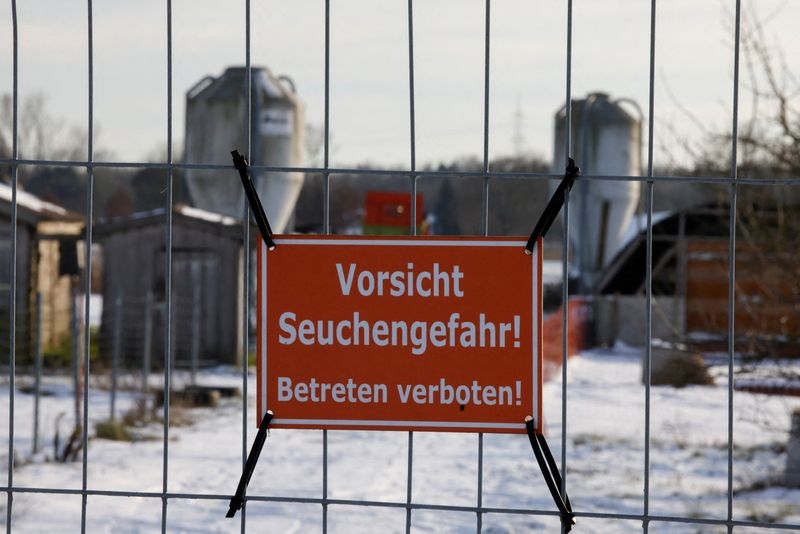 Morocco stops German feed grain imports over foot-and-mouth disease