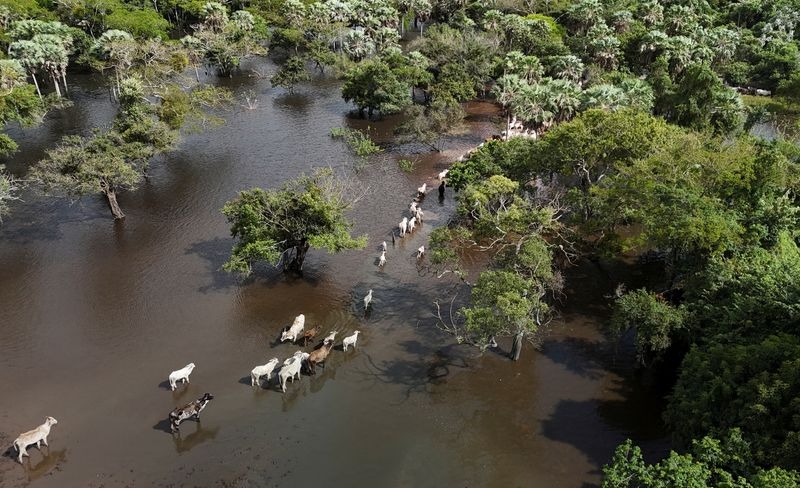 As Bolivia floods, cows swim where they once grazed