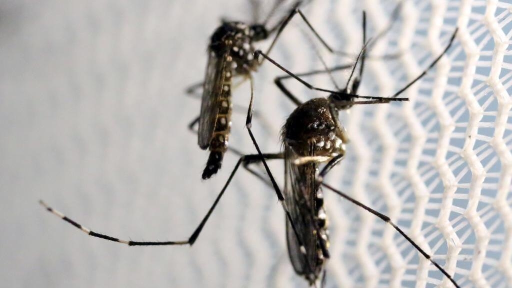 Réunion Island on health alert after spike in chikungunya disease