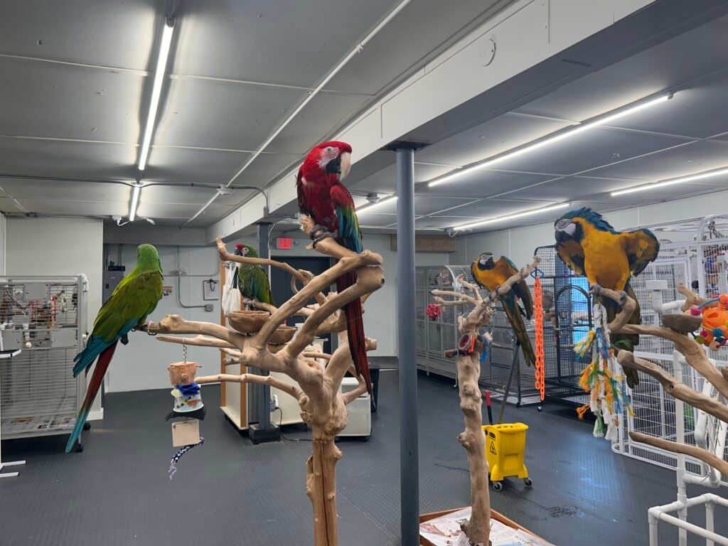 Bill seeking to ban some parrot sales in pet shops dominates R.I. House committee hearing