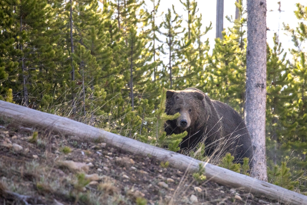 Trump Administration's interpretation of ‘harm' could gut habitat protections for endangered species