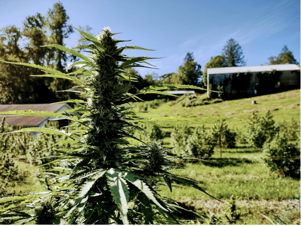 Hemp producers already obey the law. If only these bill sponsors would follow the science.