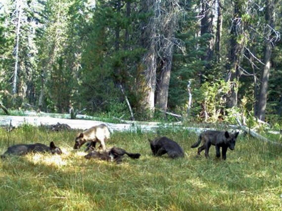In rural California, gray wolves are a growing threat demanding attention