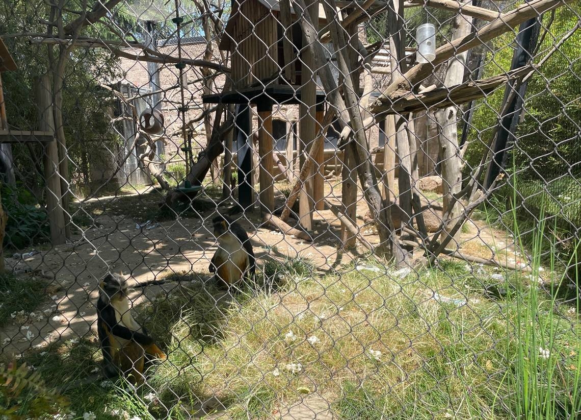 Animal moms at the Sacramento Zoo get flowers for Mother's Day, too — and eat them