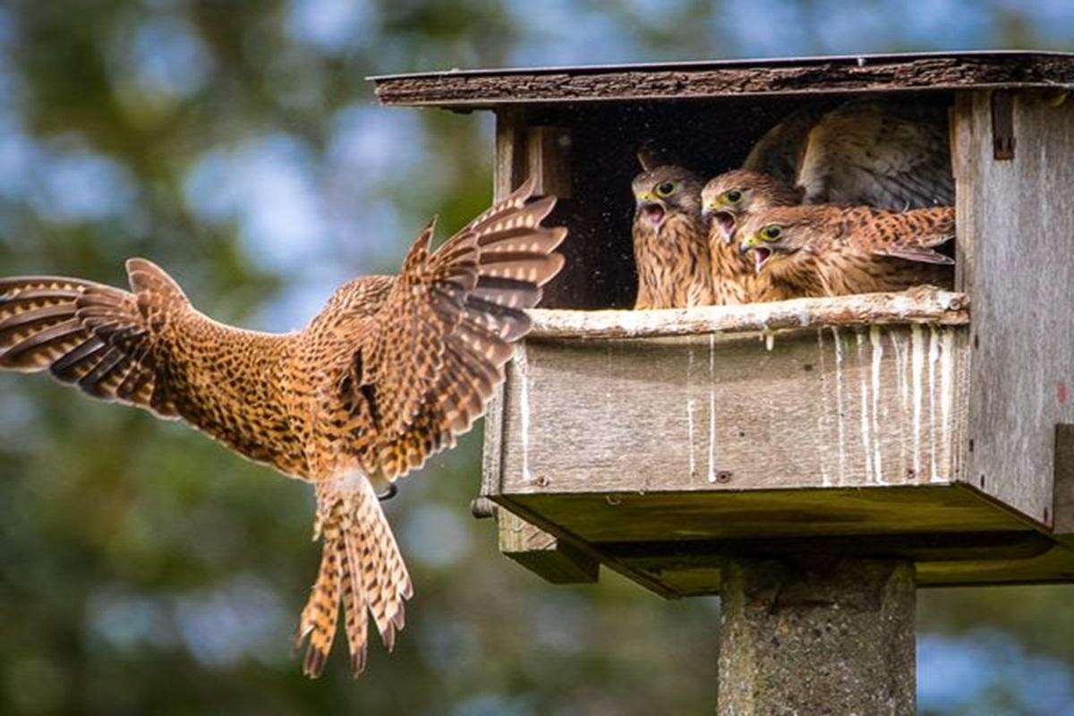 Livestream of kestrel chicks launched by Hampshire charity