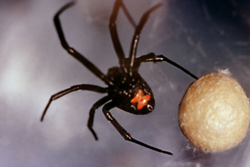 Who's the real invasive species: us or them? Ecologists are rethinking urban biodiversity