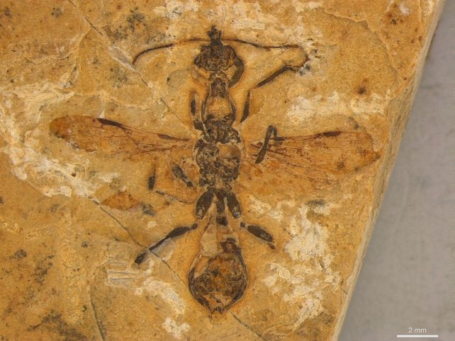 113 Million-Year-Old 'Hell Ant' Discovery Is Oldest Ever Found