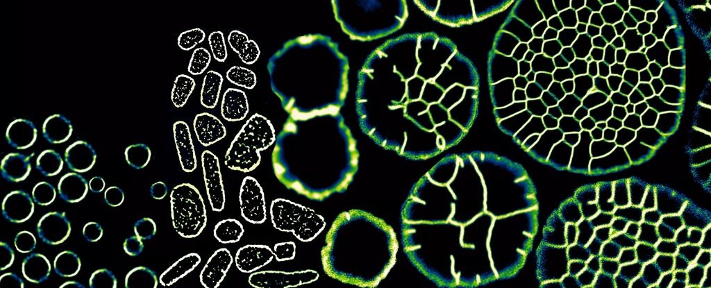 This Single-Celled Microbe Can Transform Into a Multicellular Creature