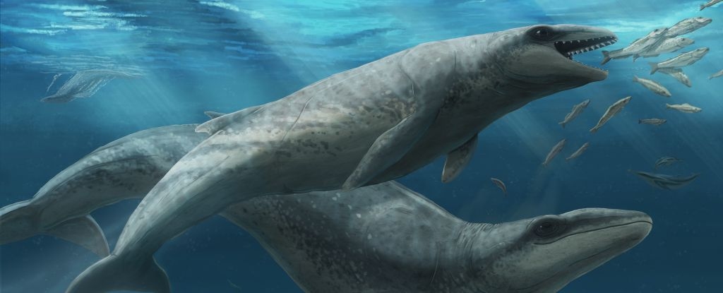 Scientists Discover Tiny Prehistoric Whale Species That Was Human-Sized