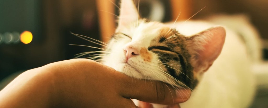 The Genetic Mystery of Why Cats Purr May Finally Be Solved