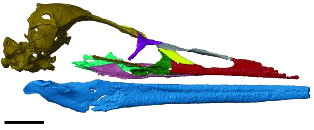 Remarkable Fossil Discovery Hints at Antarctic Origins of All Modern Birds