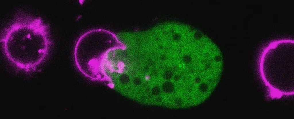 Common Parasite Rips The Face From Your Cells to Wear as a Disguise