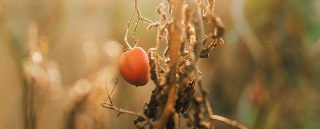 Moths Don't Like to Lay Their Eggs on Plants That Are Screaming