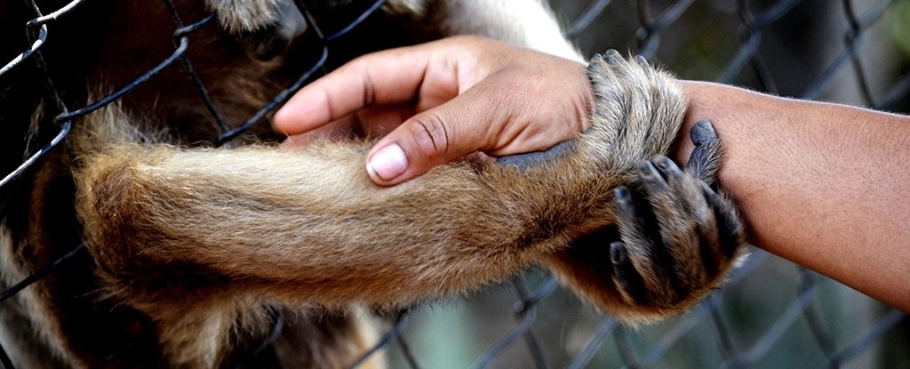 When The Pandemic Came, Zoos Closed, And The Animals Started to Act Differently