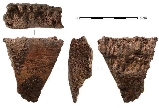 Earliest Known Whale Bone Tools Discovered in Europe's Museum Collections