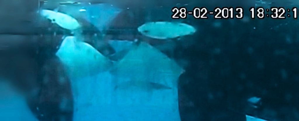 Orcas Caught 'Kissing' For Two Minutes With Tongue