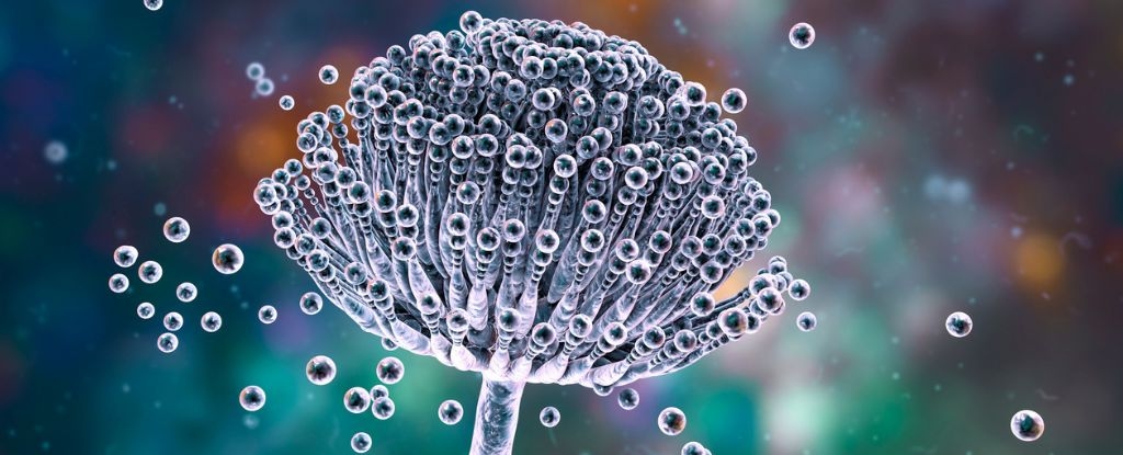 'Curse of Tutankhamun' Could Hide a Secret Cancer-Fighting Compound