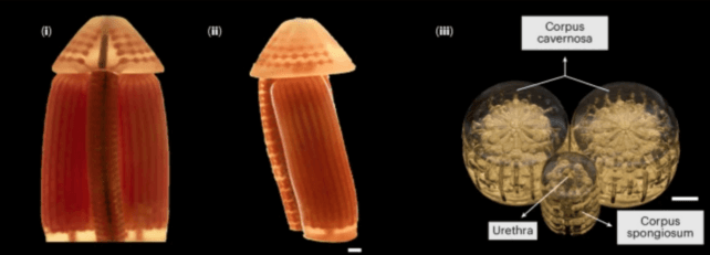 World First: Scientists Printed Penises For Pigs And Restored Their Erections