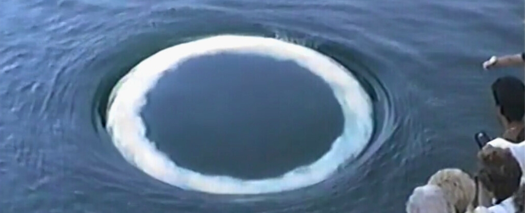 Humpback Whale Bubble Rings May Be an Attempt to Communicate With Us