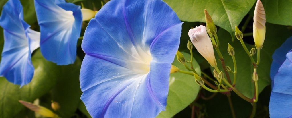 Elusive LSD Fungus Finally Discovered on Flower