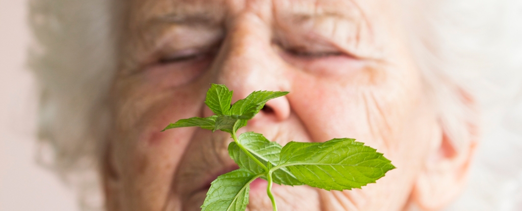Surprise Link Between Menthol And Alzheimer's Found in Mice