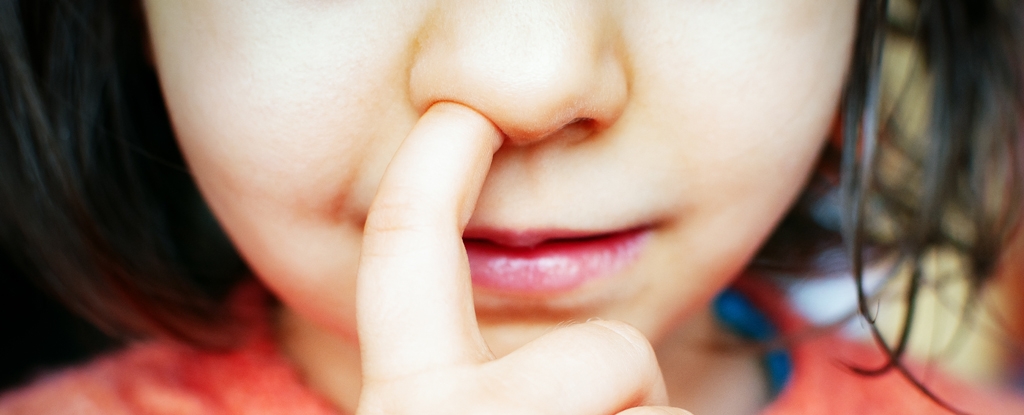 Study on Mice Suggests Surprising Link Between Nose-Picking And Alzheimer's