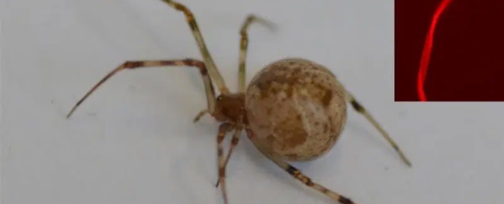 World's First CRISPR-Edited Spiders Shoot Fluoro Red Silk From Their Butt