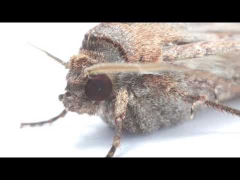 Tiny Moth Seen Navigating by The Stars in Scientific First