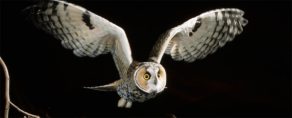 Owl Wings Glow Pink And It Could Be Sending a Secret Message